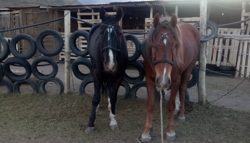 El personal de DOR secuestró los equinos a pie, los cuales eran transportados en el camión Mercedez Benz, modelo 1620.