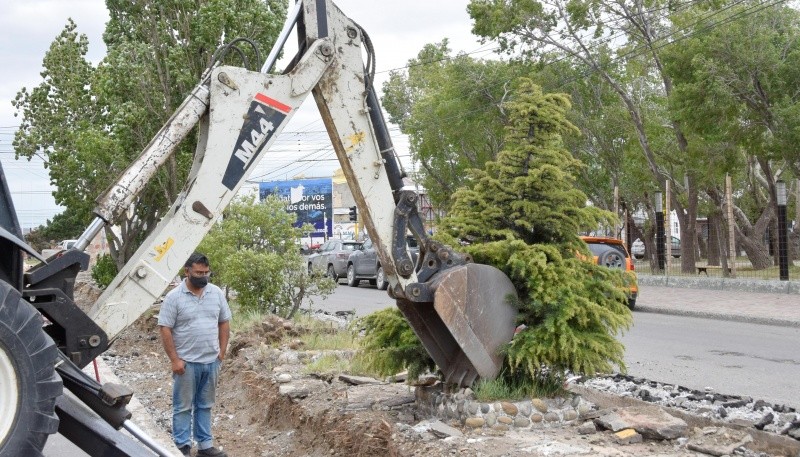 Río Gallegos| Municipio trasladó árbol de la San Martín al Museo de los Pioneros 