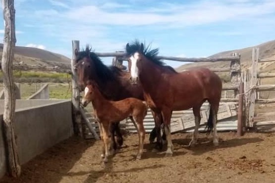 El Calafate| Denunció al arrendatario por robarle caballos y una yegua preñada