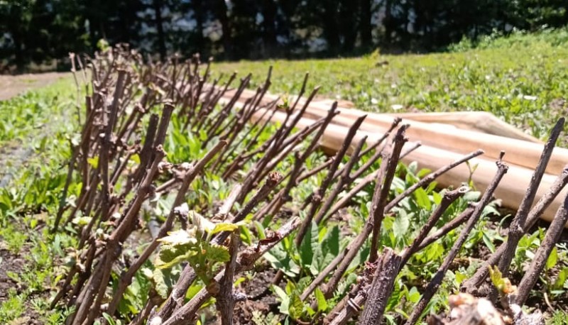 Chubut| El Ministerio de Agricultura implementa el primer viñedo estatal para promover la producción vitivinícola