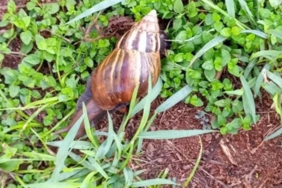 Alarma por posible invasión de caracoles gigantes africanos en Misiones