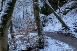 Reto viral: encontrar al dálmata entre la nieve