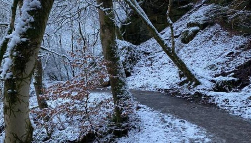 Reto viral: encontrar al dálmata entre la nieve 