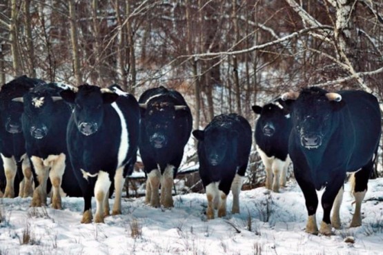 Las vacas abandonadas en Chernobyl se volvieron salvajes