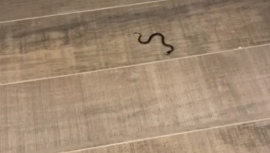 El terrible susto de Ailén Bechara por haber encontrado una serpiente en su habitación