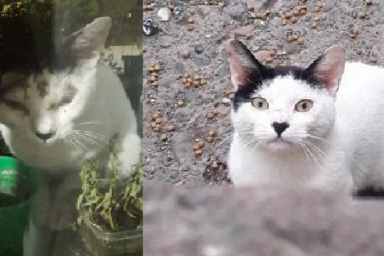 El antes y después de Louis, un gato adulto rescatado por Martina.