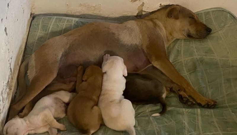 Luna junto a sus perritos siendo cuidada por amigos de su dueña.