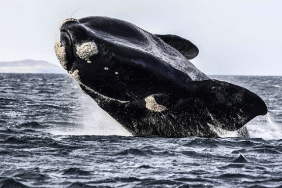 Pretenden que el Agujero Azul sea un santuario para proteger la biodiversidad marina