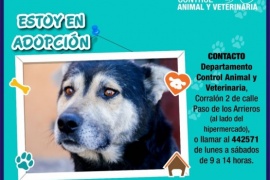 Adopción animal: La oportunidad de cambiar una vida