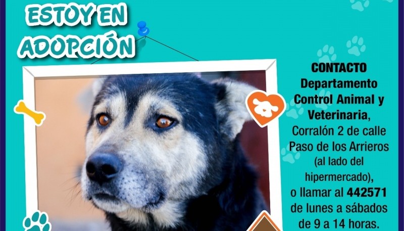 Adopción animal: La oportunidad de cambiar una vida