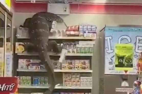 Filman a un lagarto gigante que trepó por un estante comercial en Tailandia