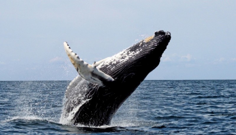 Cada año aumenta el número de ballenas de diferentes especies censadas en el sur del Golfo San Jorge.