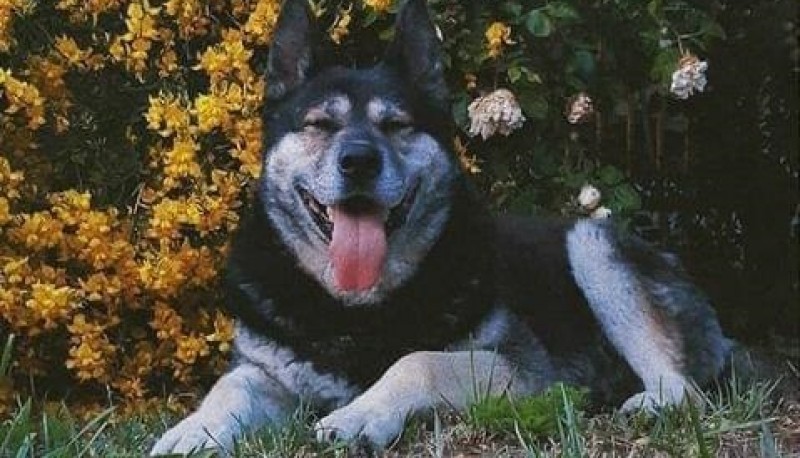  Lobito disfrutando una tarde en el pasto. (Pablo Paris)