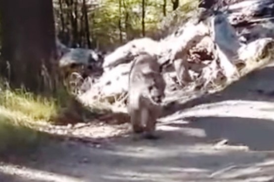 Se topó con 5 pumas en un sendero en El Chaltén