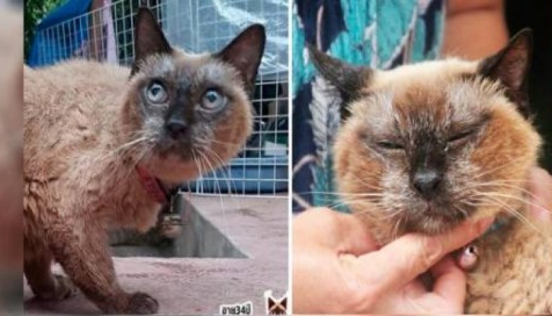 Bisabuela Wad, la gata que tiene 160 años en edad de humano