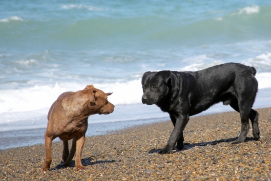 Además de mascotas son seres con derechos