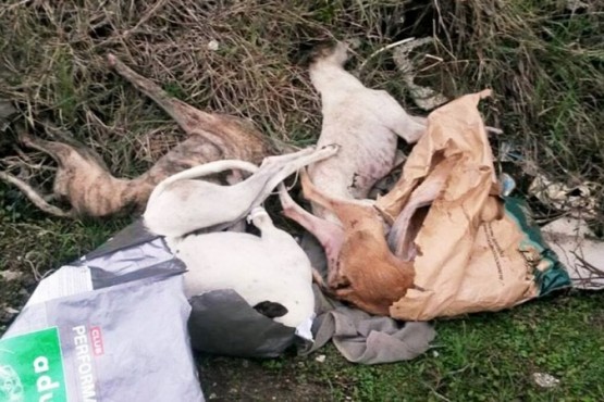 Galgos descartados por perder competencias o presentar lesiones (Infobae)