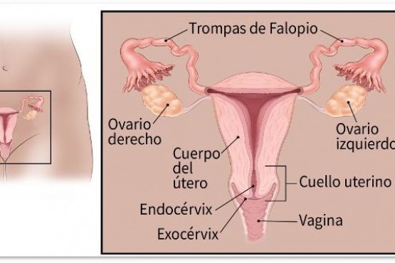 Los ovarios son glándulas reproductoras encontradas sólo en las mujeres que producen los óvulos para la reproducción. 