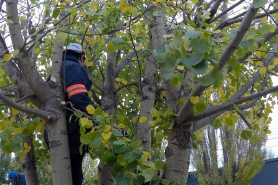 Este sábado las cuadrillas se abocaron a intervenir los árboles de la Avenida Kirchner de Río Gallegos 