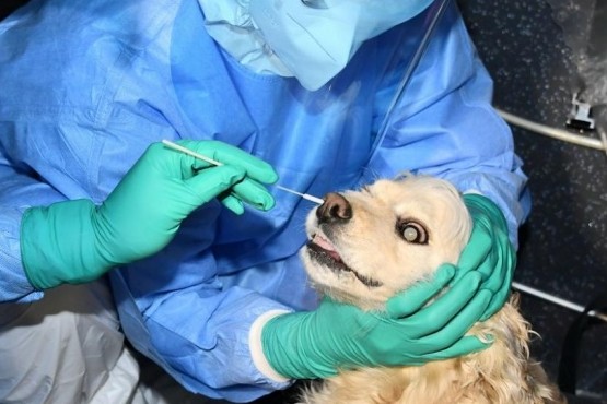 Detectan en Malasia un nuevo coronavirus infeccioso que provendría de perros