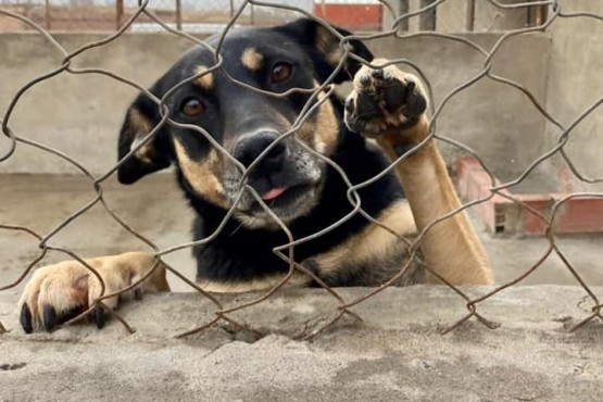 El objetivo es lograr dar en adopción a todos los perritos del refugio (Facebook/Tama El Calafate)