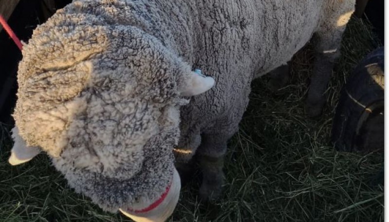 Se le labró un acta al hombre que trasladaba la oveja en pie. 