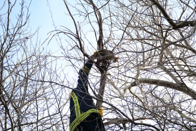 Con facturas agradecieron a los bomberos que rescataron a un gatito 