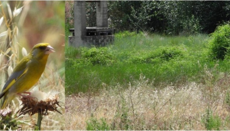 Mira la postal del reto viral y ubica al pájaro posando