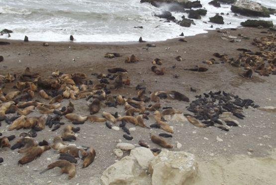 3 Años conservando la biodiversidad de la costa y la estepa santacruceña