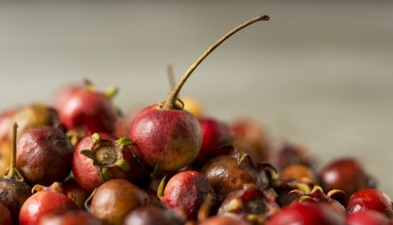 Tres frutos silvestres que aportan propiedades para combatir enfermedades.