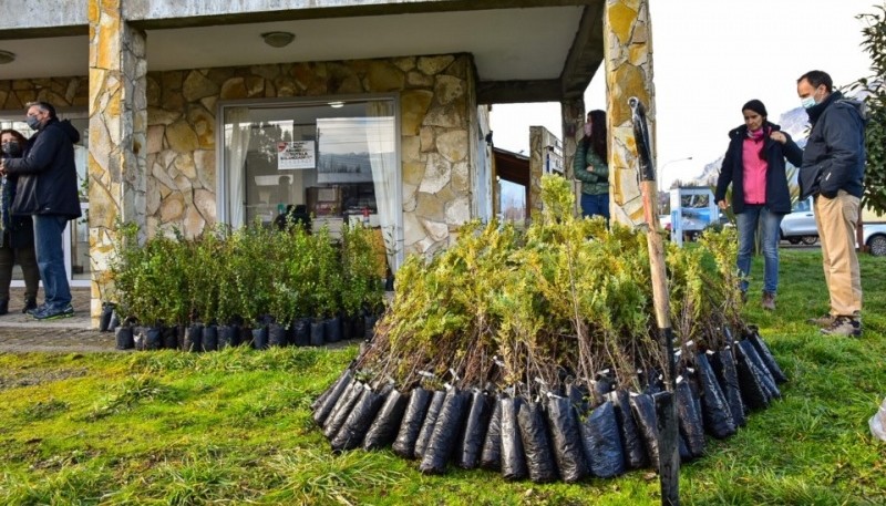 Se inició el programa de reforestación en la Comarca Andina. (Foto. Diario Jornada)