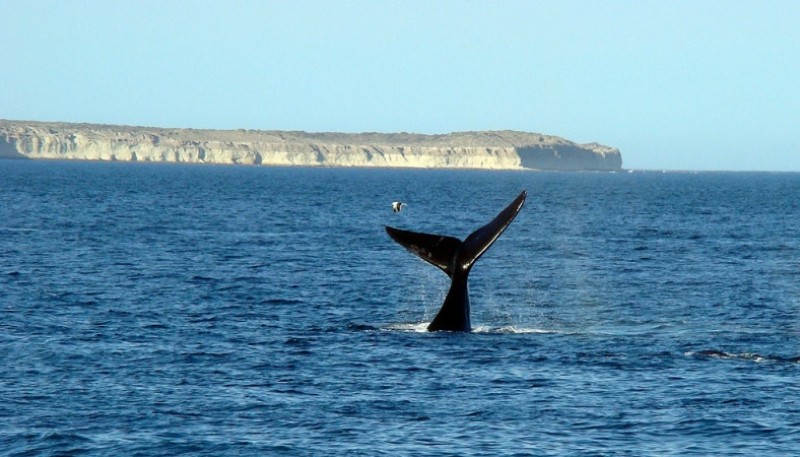 Avistaje de ballenas en Puerto Madryn.