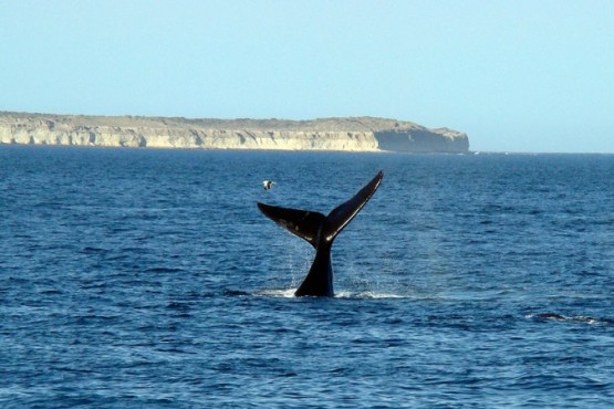 Avistaje de ballenas en Puerto Madryn.