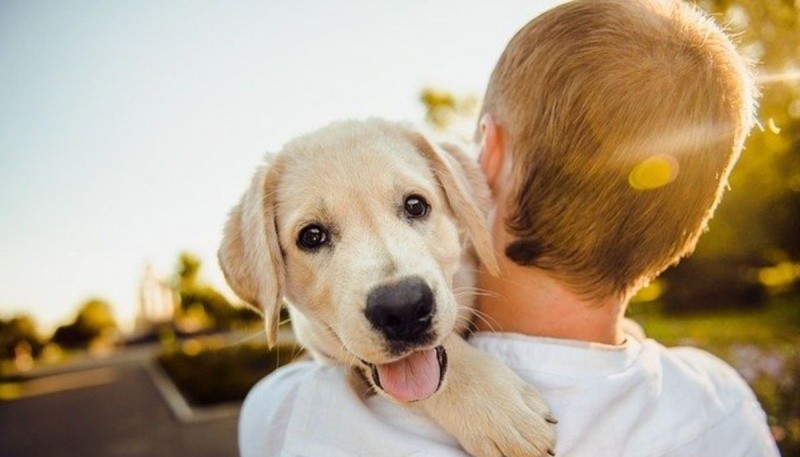 Tener un perro ayuda a la salud mental y emocional de las personas.