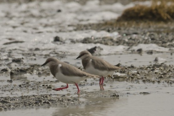 El Chorlito ceniciento es una especie endémica de la Patagonia austral, que se observa preferentemente en cercanías de nuestra ciudad, en la Reserva Provincial de Aves Migratorias. (Foto Pablo Irazoqui)