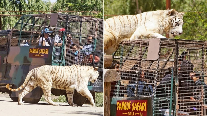 La mujer fue atacada por el tigre. 