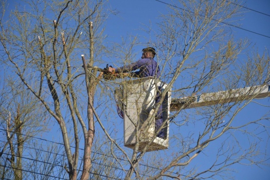 Trabajador realizando poda de árboles.