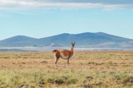 Stuart Blake: “Si el guanaco se multiplica se va a comer toda la Patagonia”