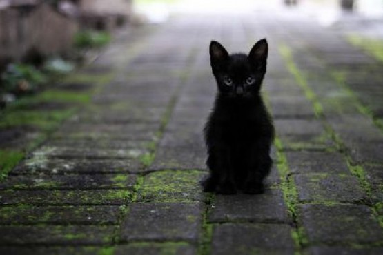 Halloween: Piden cuidar a los gatos para que no los sacrifiquen en rituales satánicos