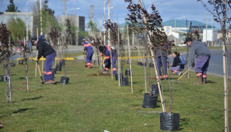 Trabajos de forestación.