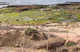 Matanza de pingüinos: hay 300 pichones muertos