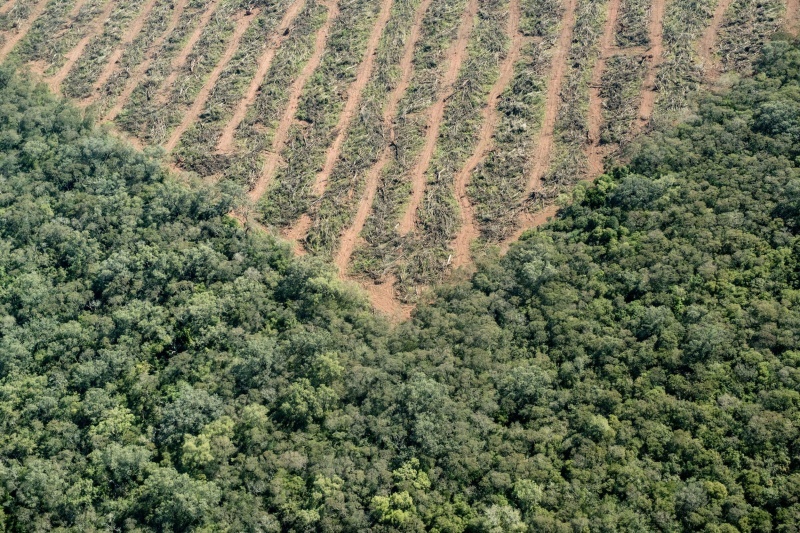 Deforestación. 