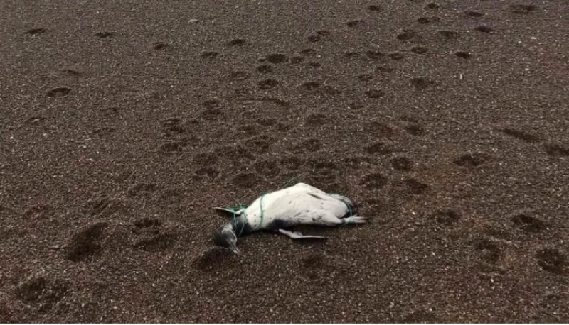 Pingüino muerto en la playa. 