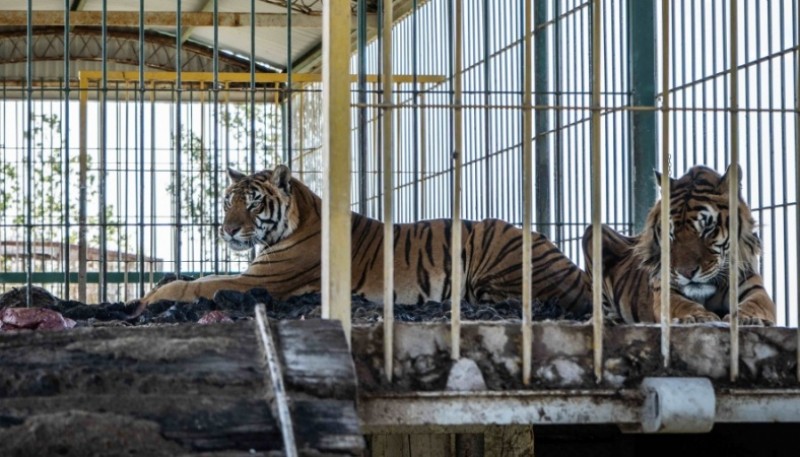 Tigres abandonados por circo en San Luis.