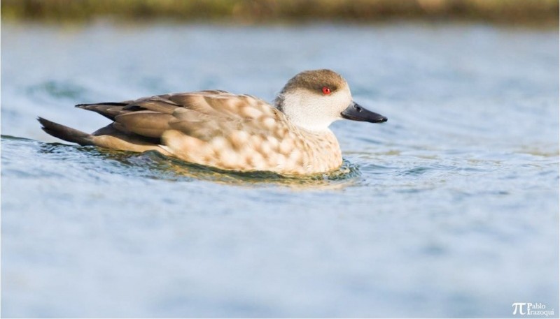 El Pato crestón es uno de los patos más numerosos de la Patagonia Sur y es una especie abundante, nidificante y residente en el estuario del río Gallegos. (Foto Pablo Irazoqui)