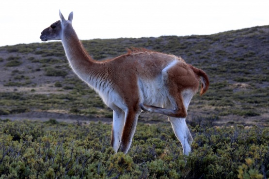 Andrés Rey: “Se está viendo un aumento de guanacos en los últimos años”