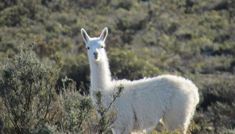 Guanaco Albino (La Gaceta Truncadense)