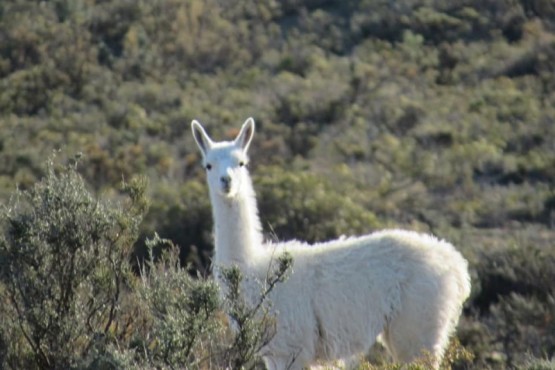 Guanaco Albino (La Gaceta Truncadense)