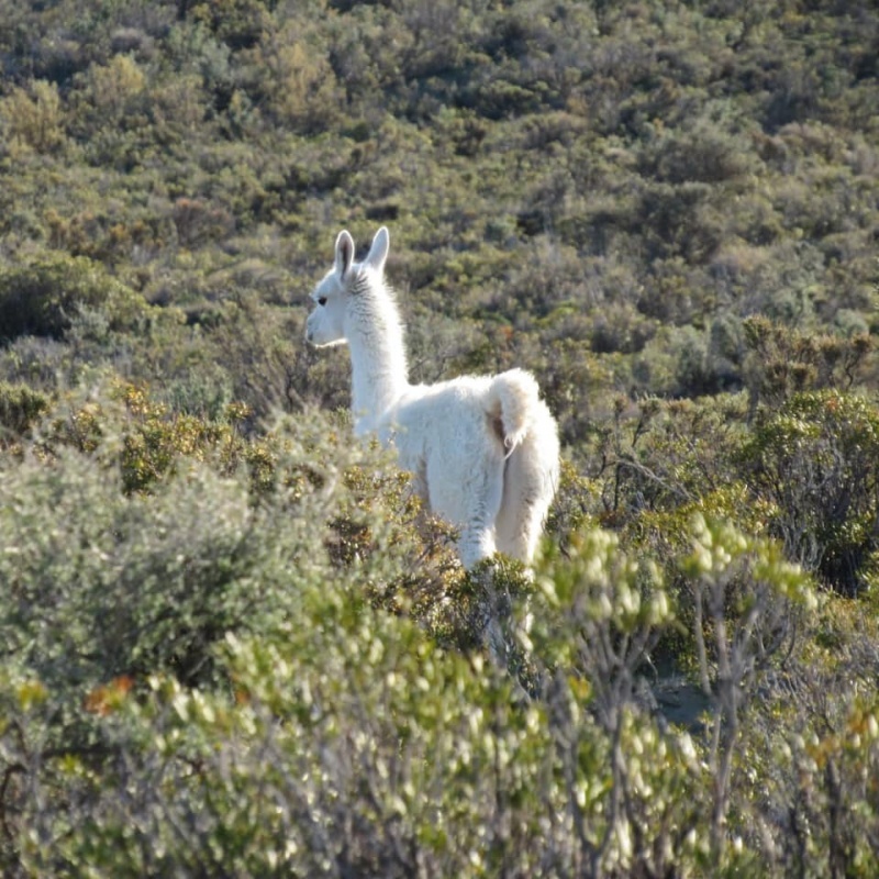 Guanaco Albino (La Gaceta Truncadense)