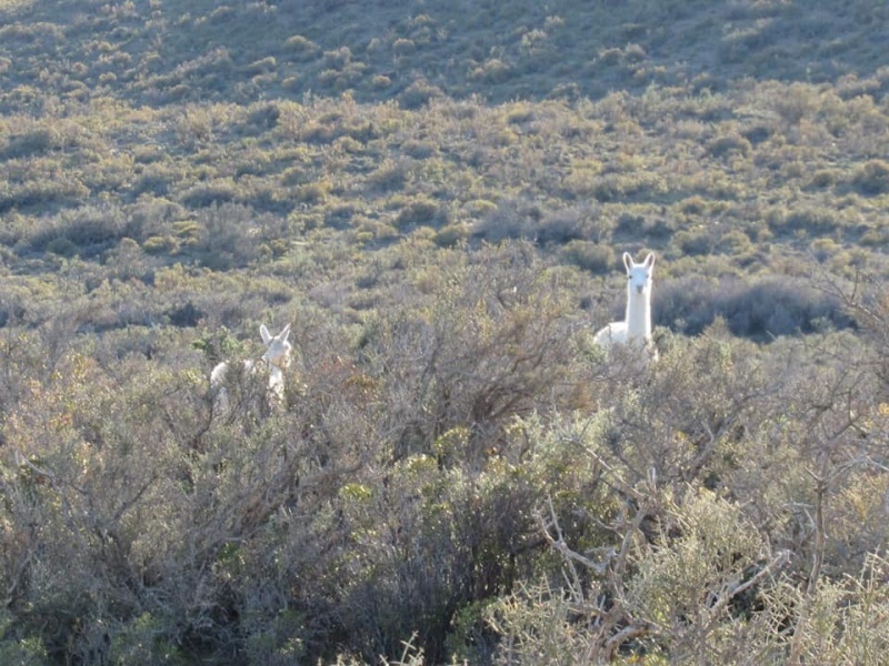 Guanaco Albino (La Gaceta Truncadense)